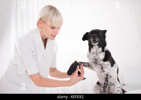 Jeune femme vet putting bandage sur la patte de chien en clinique Banque D'Images