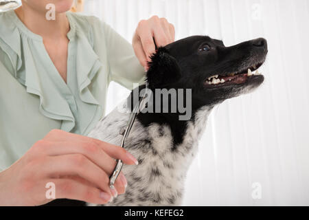 Jeune femme à l'aide de Peigne et ciseaux pour couper les poils de chien Banque D'Images