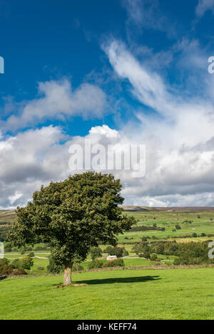 Belle campagne près de Aysgarth dans les vallées du Yorkshire, Angleterre sur une journée ensoleillée de septembre. Banque D'Images