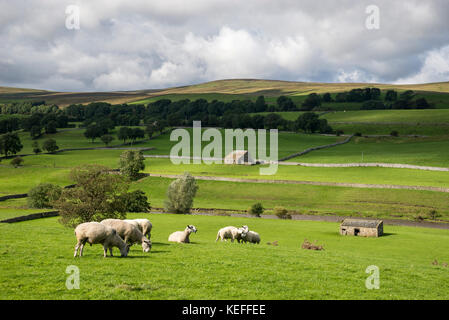 Troupeau de moutons près de Hawes dans Wensleydale, Yorkshire Dales, Angleterre. Banque D'Images