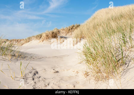 Holmsland klit près de dunes sur la route 181 et fjord ringkobing - le Danemark, l'Europe. Banque D'Images