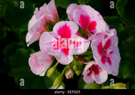 Pelargonium - Americana White Splash Banque D'Images