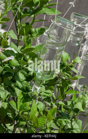 La culture des citrons en conditions de serre à l'intérieur de la bouteille. close up Banque D'Images