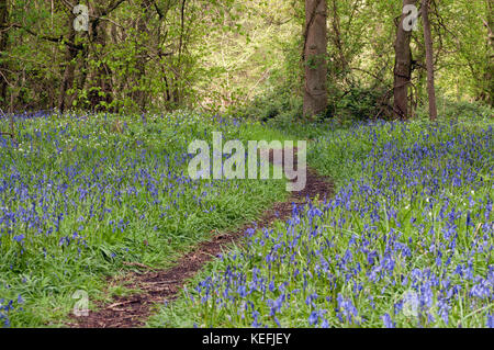 HYACINTHOIDES NON-SCRIPTA À RYTON WOODS Banque D'Images