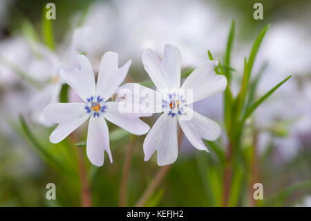 CLOSE UP DE Phlox subulata COUSSIN ÉMERAUDE Banque D'Images