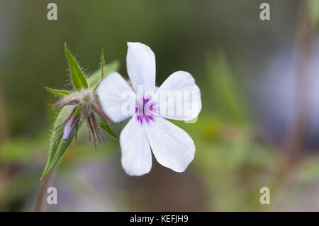 CLOSE UP DE PHLOX DIVARICATA LAPHAMII SSP CHATTAHOOCHEE Banque D'Images