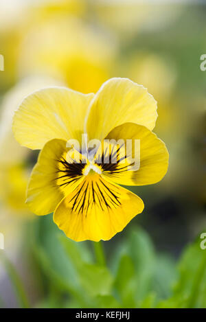 CLOSE UP OF VIOLA GREEN GODDESS Banque D'Images