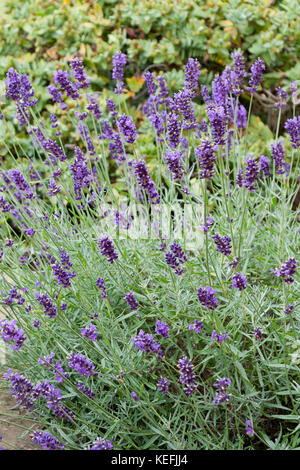 LAVANDULA ANGUSTIFOLIA JOYAU IMPÉRIAL Banque D'Images