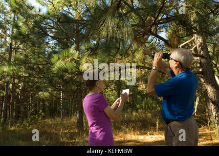 Couples de personnes âgées de race blanche (60 à 70 ans) qui vérifient les pins à feuilles longues, Bethune, Caroline du Sud, États-Unis. Les arbres sont utilisés pour paillis dans l'aménagement paysager. Banque D'Images