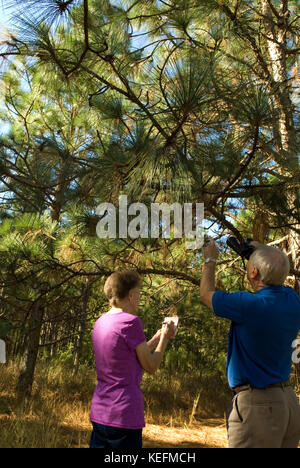 Couples de personnes âgées de race blanche (60 à 70 ans) qui vérifient les pins à feuilles longues, Bethune, Caroline du Sud, États-Unis. Les arbres sont utilisés pour paillis dans l'aménagement paysager. Banque D'Images