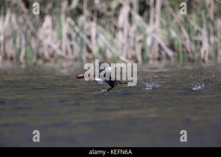 Quantite grebe (Podiceps auritus) décollant d'un loch en Ecosse, Royaume-Uni. Banque D'Images