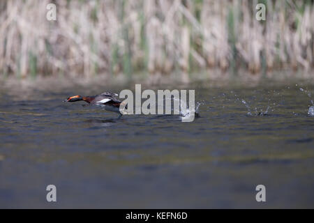 Quantite grebe (Podiceps auritus) décollant d'un loch en Ecosse, Royaume-Uni. Banque D'Images