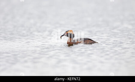 Quantite grebe (Podiceps auritus) avec les proies sur un lac en Ecosse, Royaume-Uni. Banque D'Images