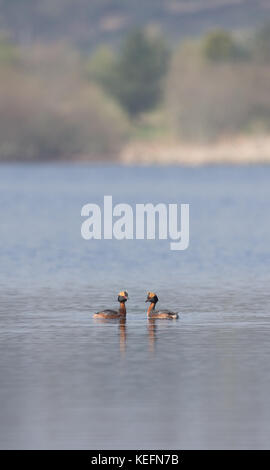 Quantite grebe (Podiceps auritus) d'effectuer la danse de cour sur un lac en Ecosse, Royaume-Uni. Banque D'Images