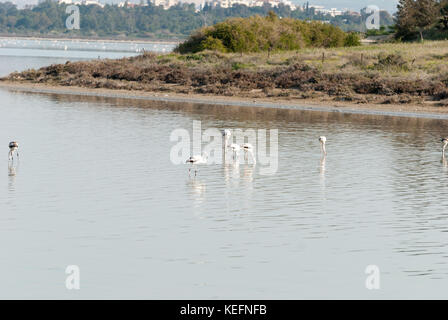 Les cantines dans les flamants du lac salé de Larnaca Banque D'Images