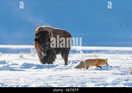 Red Fox près de bison en hiver, dans le parc national de Yellowstone Banque D'Images