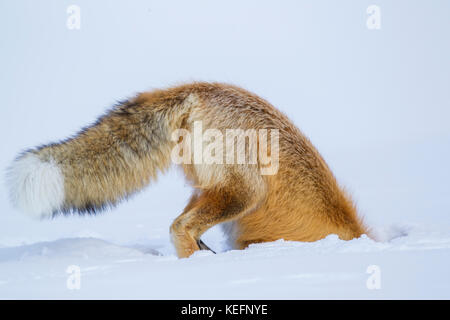 La chasse au renard rouge des souris pendant l'hiver dans le Parc National de Yellowstone Banque D'Images