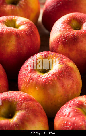 Matières organiques rouge tango doux Pommes gala prêt à manger Banque D'Images