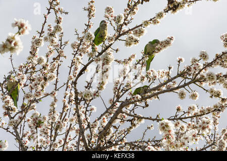 Les perroquets verts manger sur le amandier au printemps Banque D'Images