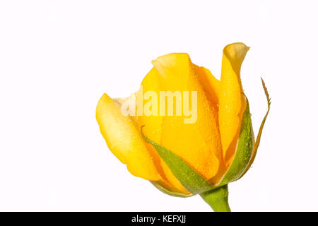 Gouttes d'eau stick jaune sur le pétale de rose. rose jaune fleur en fond blanc. Banque D'Images