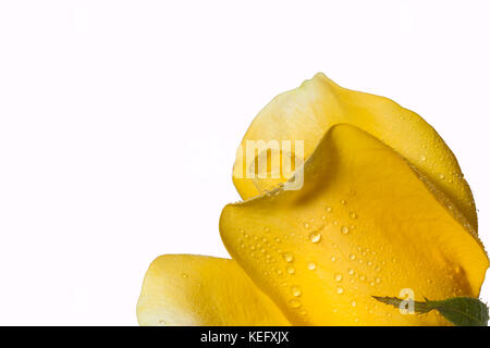 Gouttes d'eau stick jaune sur le pétale de rose. rose jaune fleur en fond blanc. Banque D'Images