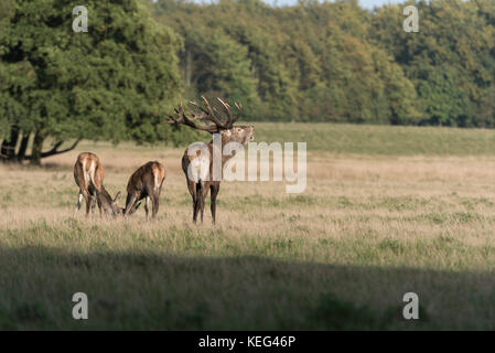 Red Deer (Cervus elaphus) stag appelant Royal, Deer Park, Silkeborg, Copenhague, Danemark Banque D'Images