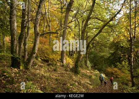 Promenade à travers la famille automne spectaculaire forestiers écossais. Banque D'Images