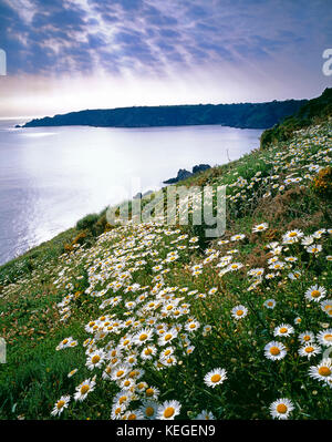 Channel Islands. Guernesey. Côte pittoresque. Fleurs sauvages sur la falaise. Banque D'Images