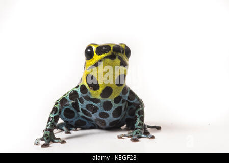 Zimmerman's poison frog (Ranitomeya variabilis) est minuscule mais extrêmement belle. Il s'appuie sur ses toxines pour les protéger des prédateurs. Banque D'Images