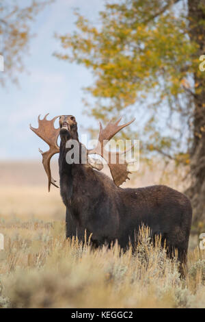 Bull Moose dans le Wyoming pendant l'automne de l'Ornière Banque D'Images