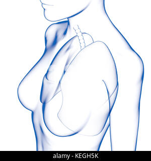 Les poumons, le corps féminin Banque D'Images