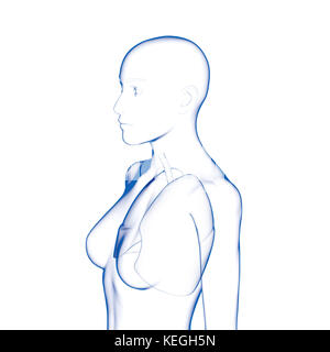 Les poumons, le corps féminin Banque D'Images