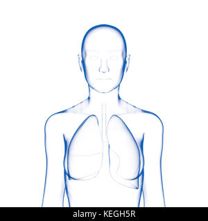 Les poumons, le corps féminin Banque D'Images