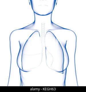 Les poumons, le corps féminin Banque D'Images