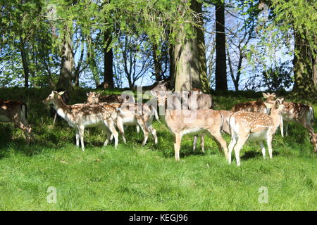 Un troupeau de cerfs à Phoenix Park, Dublin, Irlande, un après-midi ensoleillé d'été Banque D'Images