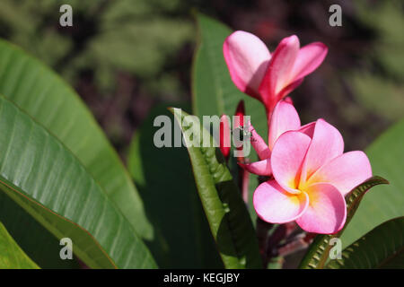 Close up image d'une grappe de délicates roses fraîches frangipanier (plumeria) arc-en-ciel fleurs dans la lumière du soleil. Banque D'Images