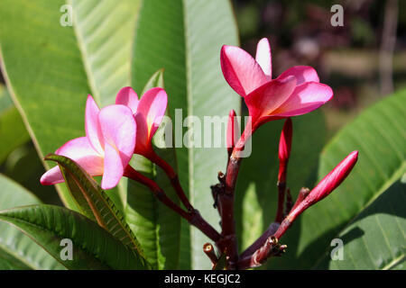 Close up image d'une grappe de délicates roses fraîches frangipanier (plumeria) arc-en-ciel fleurs dans la lumière du soleil. Banque D'Images