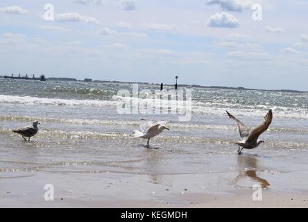 Mouettes sur la mer battant au-dessus de l'eau Banque D'Images