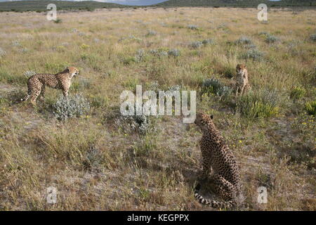 Geparde - guépards en Namibie en Steppenlandschaft auf einer safari Banque D'Images