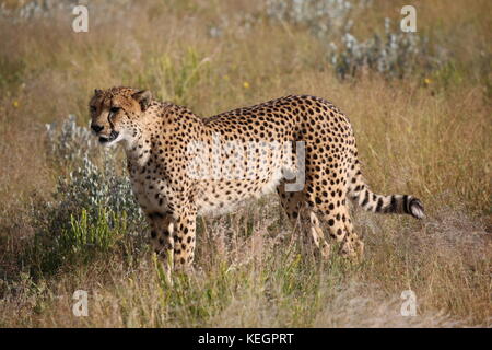 Geparde - guépards en Namibie en Steppenlandschaft auf einer safari Banque D'Images