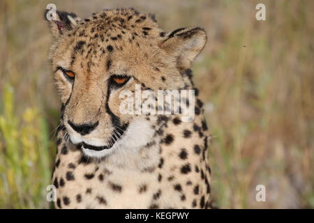 Geparde - guépards en Namibie en Steppenlandschaft auf einer safari Banque D'Images