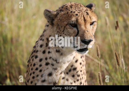 Geparde - guépards en Namibie en Steppenlandschaft auf einer safari Banque D'Images