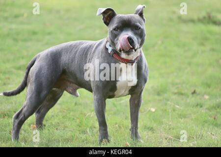 Chien de taureau Staffordshire de 5 ans avec ses oreilles vers le haut et la langue dehors après une course. Couleur argent / bleu avec façade blanche. Banque D'Images