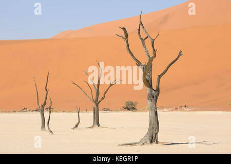 Dead camel thorn arbres dans sossosflei abgestrorbene - Namibie - Bäume in der Pfanne Salz-Ton en Namibie Banque D'Images