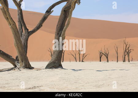 Dead camel thorn arbres dans sossosflei abgestrorbene - Namibie - Bäume in der Pfanne Salz-Ton en Namibie Banque D'Images