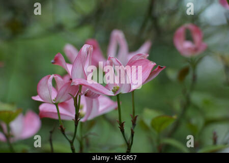 Le Cornus florida rubra f. Banque D'Images