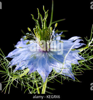 Un plan macro sur une fleur nigelle bleu, tourné sur un fond noir. Banque D'Images