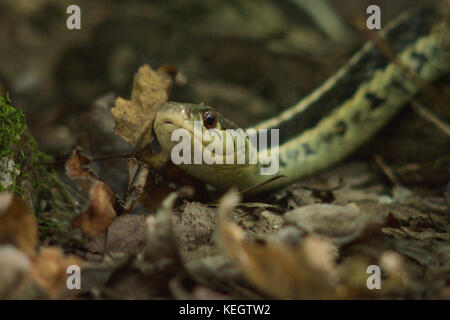 Snake à l'herbe en gros plan sur les bandes noires et jaunes sur le sol forestier Banque D'Images