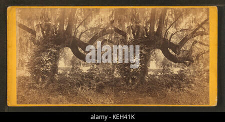 Photographie du cimetière Magnolia avec un chêne drapé de mousse. L'image a été prise par Quinby & Co, capturant les branches sereines couvertes de mousse typiques des cimetières du sud. Banque D'Images