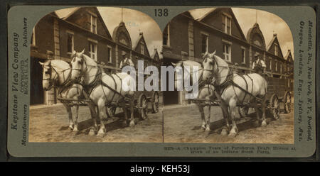 Un champion de l'équipe de chevaux percherons au travail sur un stock farm, par Keystone View Company Banque D'Images